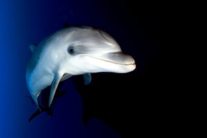 Tursiops truncatus